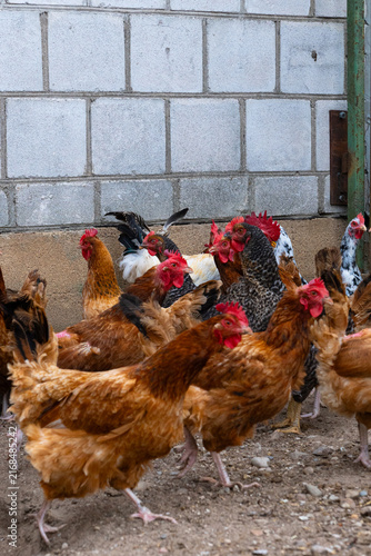 Принти на полотні Group of free-range chickens in a rural farmyard, healthy poultry flock for farm