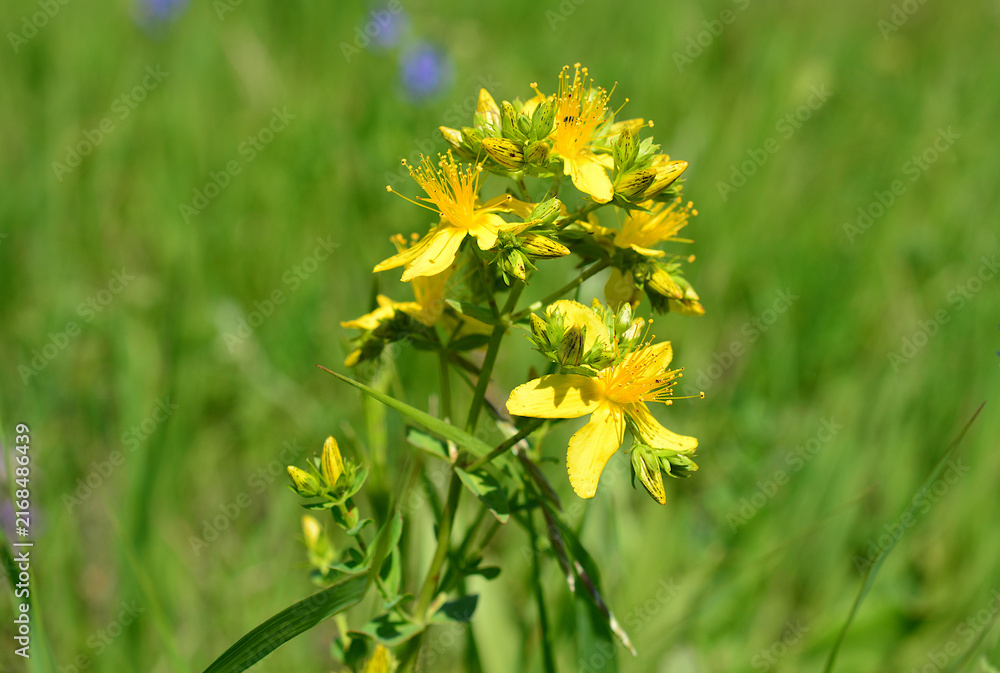Obraz premium St. John's Wort Flower Blooming in Green Meadow, front view, close up