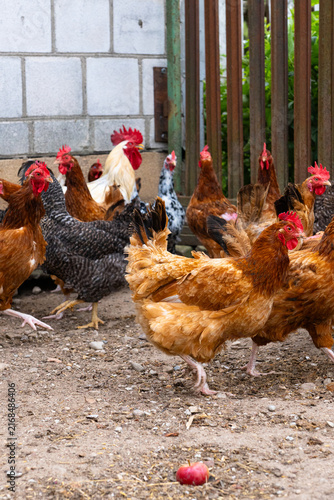 Fotografía Group of free-range chickens in a rural farmyard, healthy poultry flock for farm