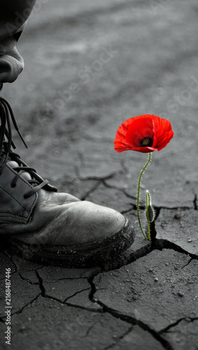a soldier's boot steps on cracked earth next to a single blossoming bright red poppy flower.