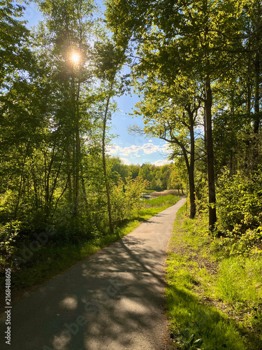 Empty Road Through Greenery in Stockholm, Sweden with Sunlight