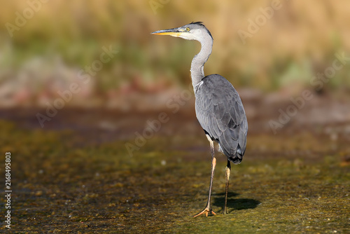 Obraz na plátně Grey Heron (Ardea cinerea) standing near reeds on muddy ground, looking to the left with its tall, slender neck extended