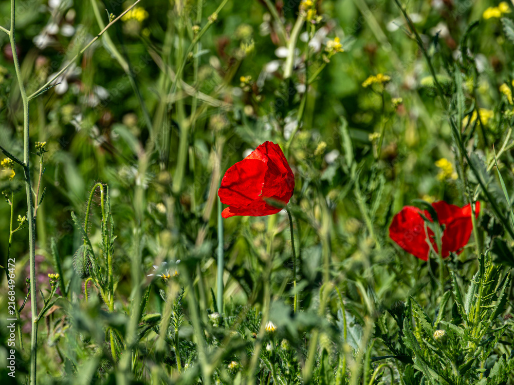 Obraz premium A vibrant red wild poppy blooms prominently in a sunlit meadow, surrounded by lush green foliage, tall grass, and delicate small wildflowers with a soft bokeh background.