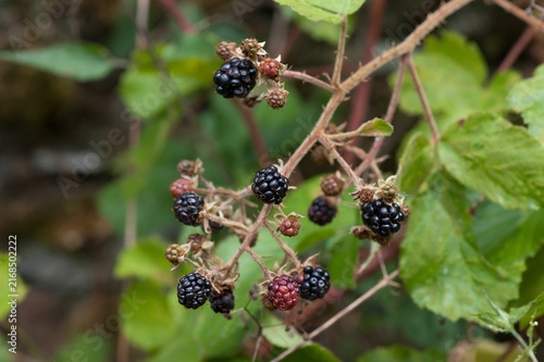 Konstfotografi Brombeere