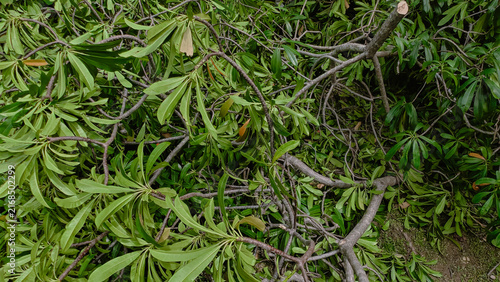 Pile of freshly cut tree branches and foliage after garden pruning