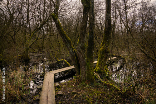 Lettelberterpetten Plankenpad at De Onlanden in the province of Groningen. The nature reserve is located close to the city of Groningen. There you will find rugged hay meadows, swamp forest, water.