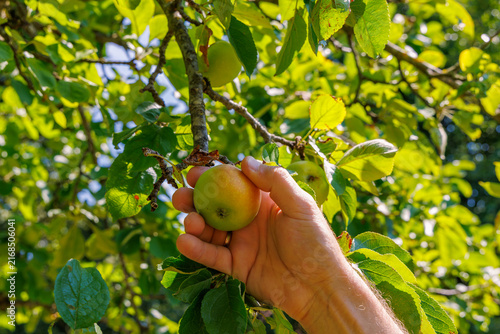 Close up of hand picking fresh ripe apple from tree branch in organic orchard, autumn harvest and agriculture concept