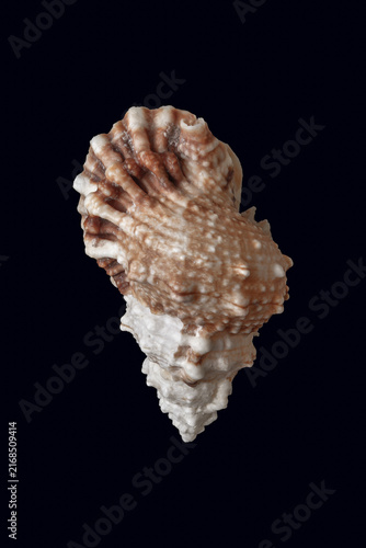Light brown sea shell isolated over dark background