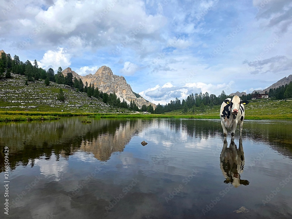 Fototapeta premium Dolomites Fanes Valley Alpine Cow Standing in Shallow Lake With Mountain Reflection and Serene Meadow Landscape