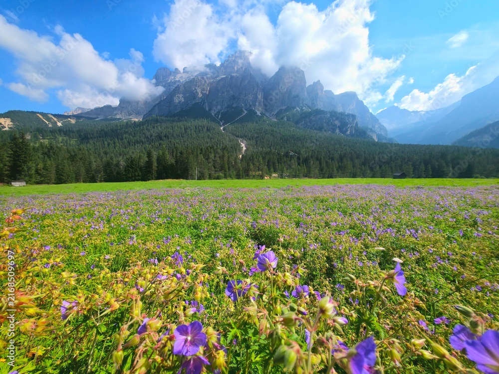 Fototapeta premium dolomites flower-filled alpine meadow dotted with wild geraniums in the foreground with a dense conifer forest and the imposing rocky peaks of the Dolomites in the background