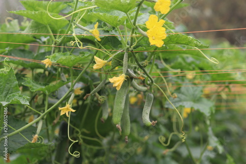 Foto Cucumber Plant Bearing a Heavy Crop of Fresh Green Fruits