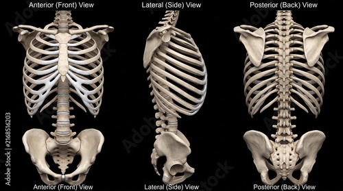 Fotografie Human torso skeleton displaying anterior lateral and posterior views