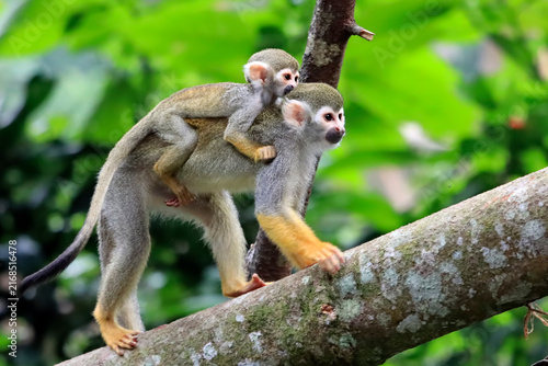 Squirrel Monkey with Baby Clinging to Its Back, Close Up of Squirrel Monkey with Baby on Its Back, Squirrel Monkey Parent and Baby Perched on Tree Branch