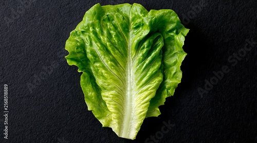 Fresh Green Romaine Lettuce on Dark Background / 黒い背景に映える新鮮な緑のロメインレタス