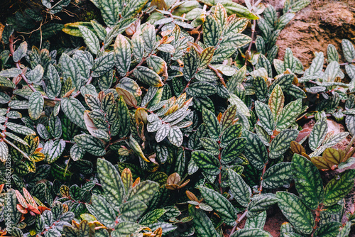 Dense patterned foliage in botanical garden