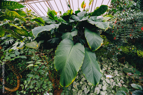 Large tropical leaves in greenhouse