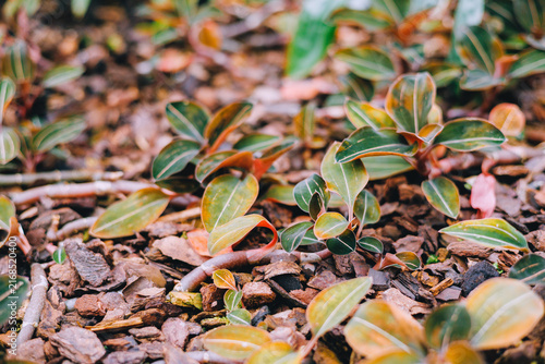 Ground cover foliage with small variegated leaves