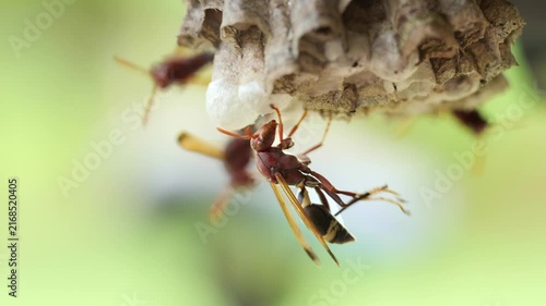 macro shooting of a horMacro Wasp Resting on Its Nestnet's nest with wasps	