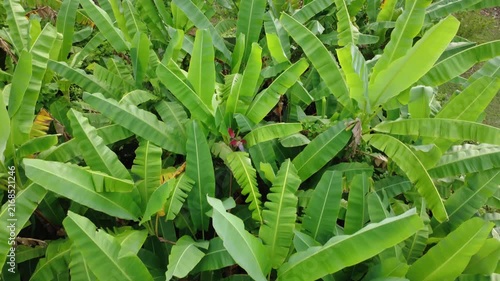 Aerial drone view flying low over a lush green banana plantation, dense banana leaves and tropical foliage seen from above, agricultural farmland in tropical climate.	