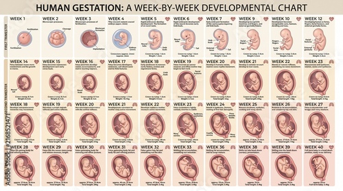 Human Fetal Development and Gestation Week by Week Chart
