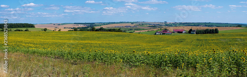 Sommerliche Wiesen und Felder mit Sonnenblumen im Elsass, ländliches Panorama