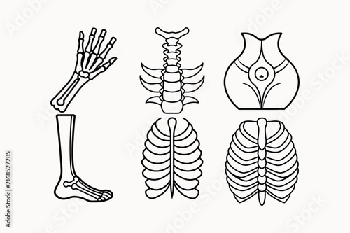 Human Body Anatomy Illustration