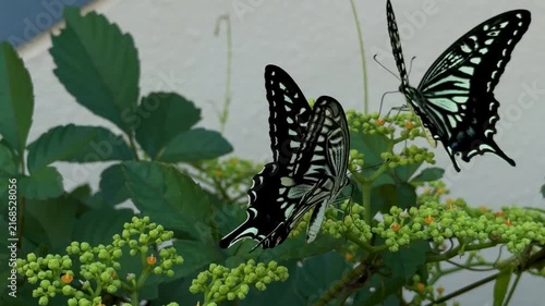 asian swallowtail butterfly drinking nectar on bushkiller (japanese cayratia herb) flowers