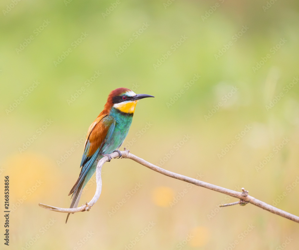 Obraz premium bee-eater on a branch