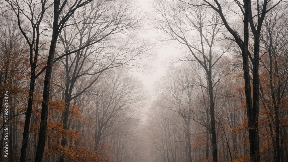 Fototapeta premium Misty autumn forest path