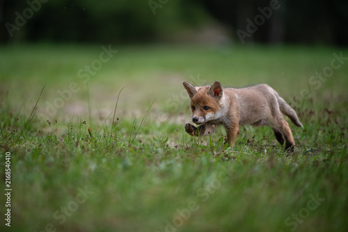 Cuadro en lienzo Playful young red fox pup Vulpes vulpes running through green grass on a meadow in spring