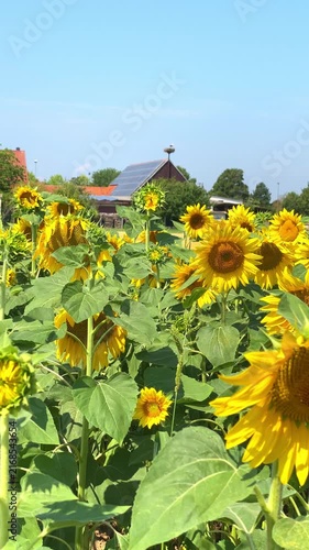 Sunflower field in full bloom during a sunny day in summer