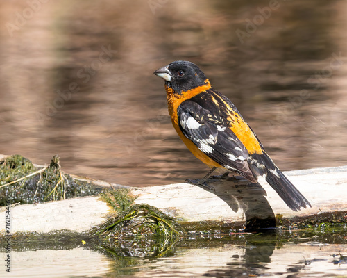 A Black-headed Grosbeak perches near a stream.