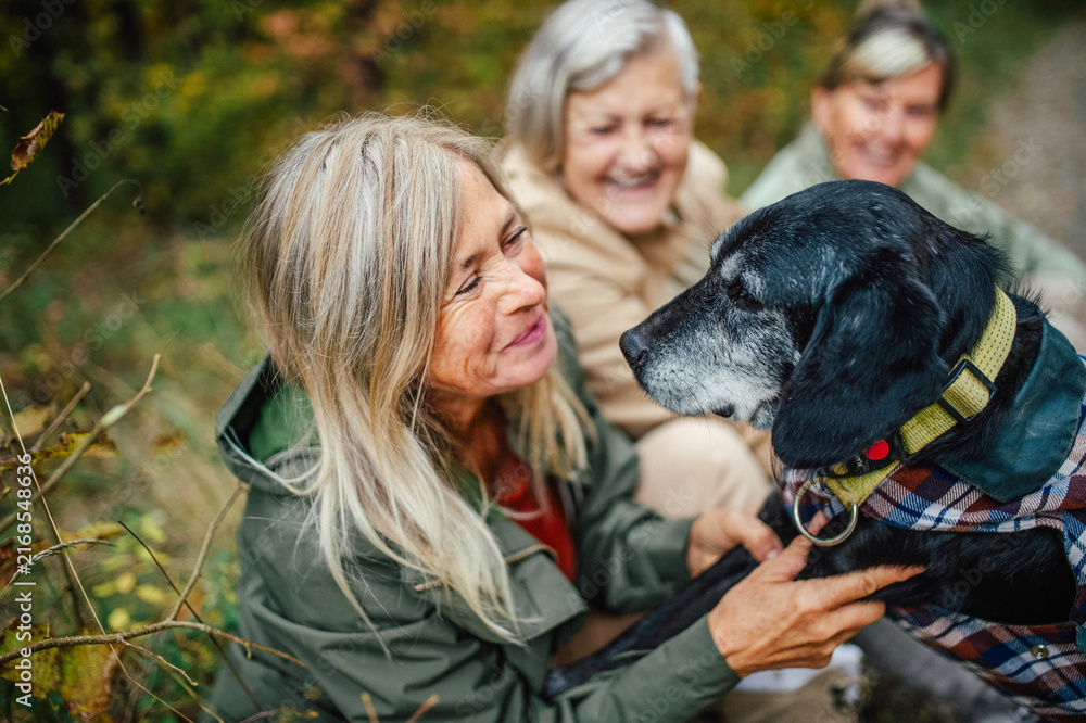 Fototapeta premium Happy senior women with dog on nature walk during rainy autumn day.