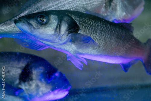 Live Sea Fish Swimming Under Neon Blue Purple and Green Lighting