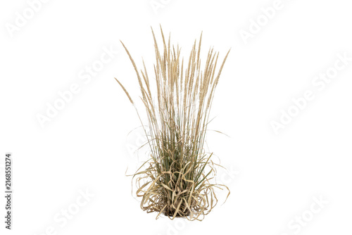 A vertical bunch of dried ornamental grass with sharp pointed tips and textured stems, isolated on a white background, for floral arrangements