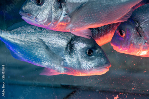Live Sea Fish Swimming Under Neon Blue Purple and Green Lighting