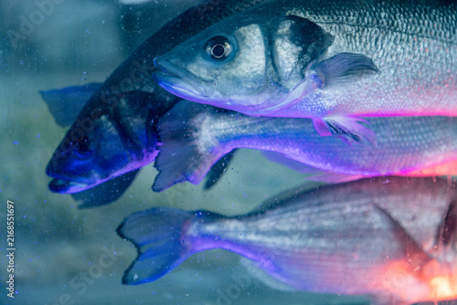 Live Sea Fish Swimming Under Neon Blue Purple and Green Lighting