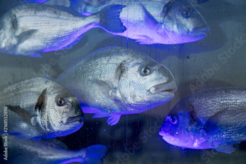 Live Sea Fish Swimming Under Neon Blue Purple and Green Lighting