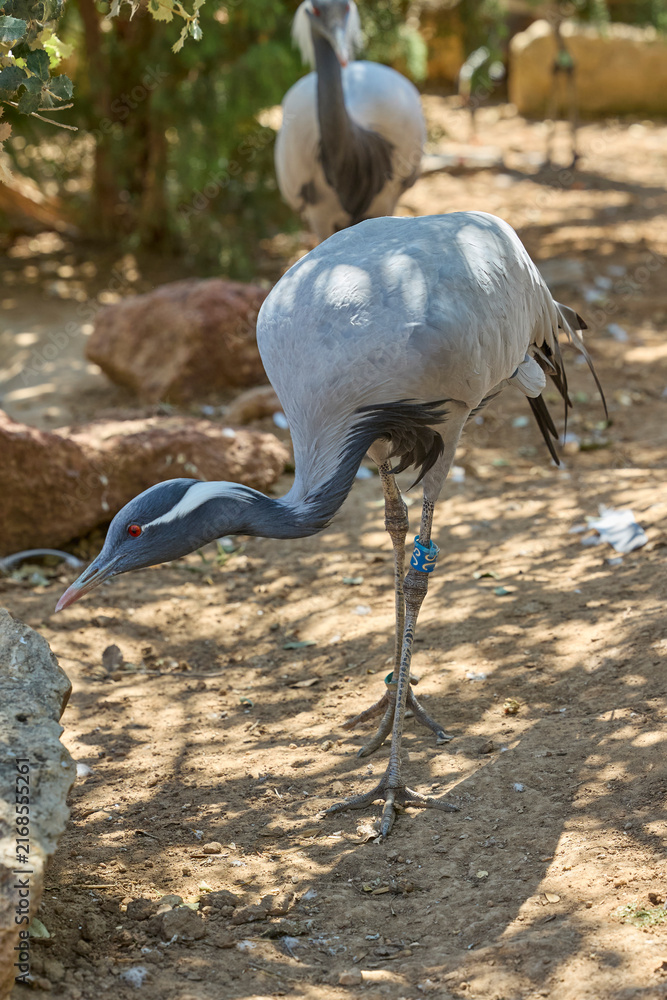 Naklejka premium Demoiselle crane standing in natural habitat.