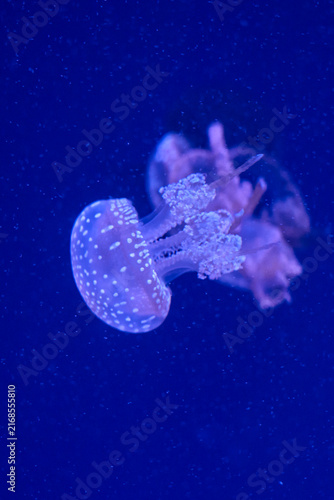 Photography Single spotted jellyfish drifting through deep blue aquarium water