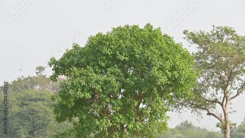 Ficus racemosa tree. Its common name is cluster fig, red river fig, udumbara, audumbara and gular. It is a species of plant in the mulberry family Moraceae.
