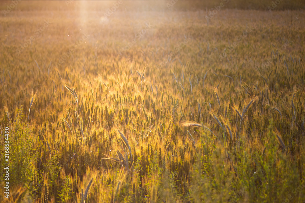 Fototapeta premium Golden wheat field glows under warm sunset light, highlighting ripe cereal crops swaying in a peaceful breeze during harvest season in the vast rural countryside landscape