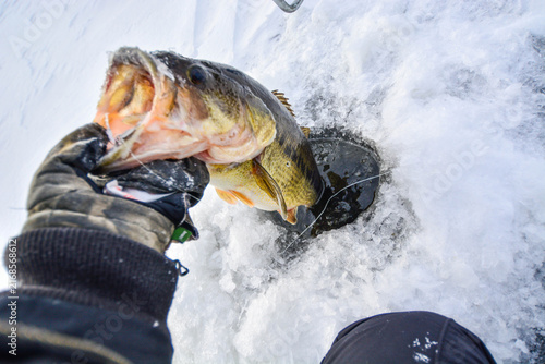 Fotografía Huge bass caught while ice fishing