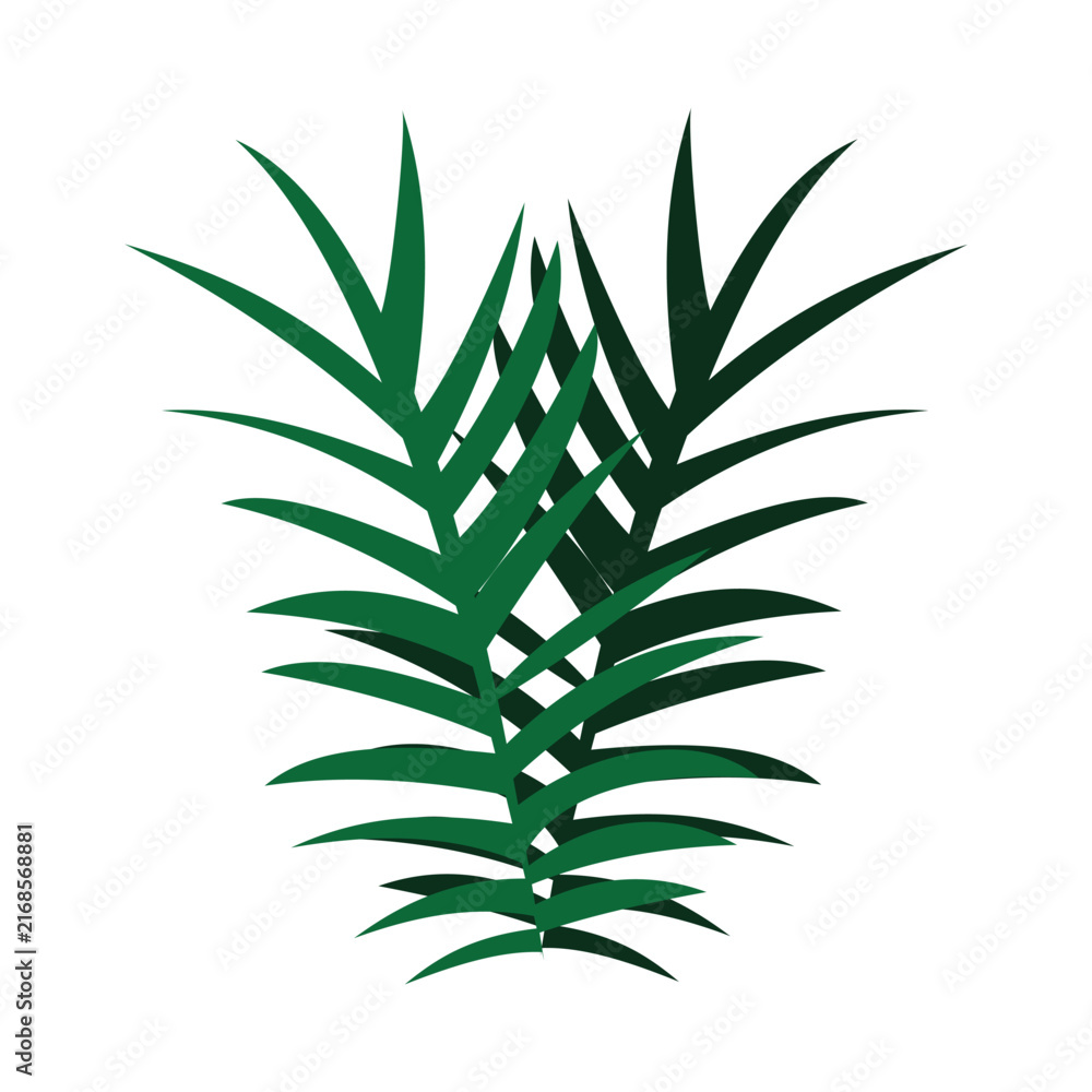 Fototapeta premium Tropical Palm Frond with Long Narrow Leaves on White Background
