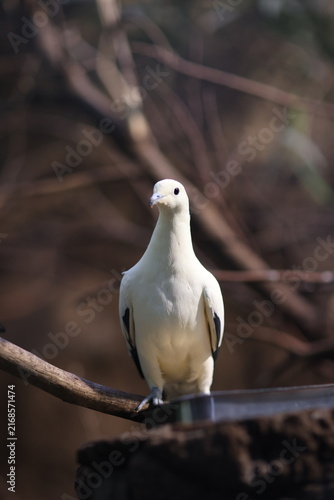 Obraz na płótnie White tropical bird perched on a branch with a soft blurred background
