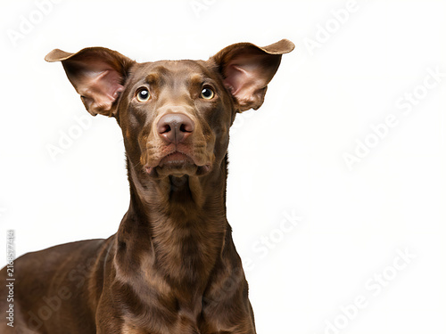 Black Labrador Retriever Portrait on White Background Showing a Friendly Black Labrador Dog with a Calm and Confident Expression