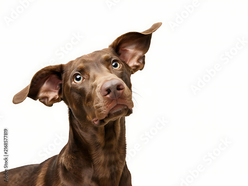 Great Dane Dog Portrait Isolated on White Background, Elegant Large Breed Dog Standing and Looking at Camera in Studio Setting for Pet and Animal Photograp