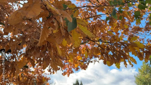 Close autumn leaves against cloudy sky