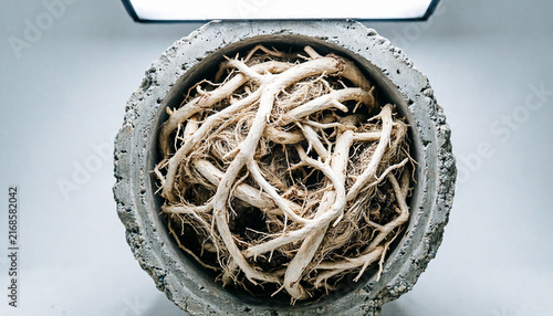 Dense root mass filling concrete drainage pipe interior 