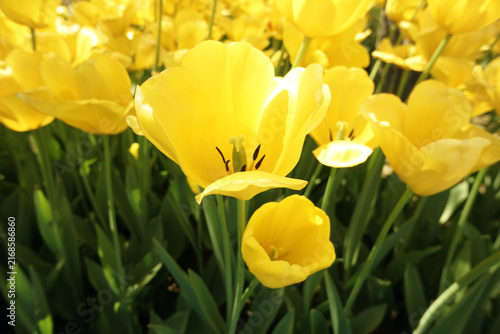фотографія Close Up High Angle View of Blooming Yellow Tulip Showing Stamens Under Bright S